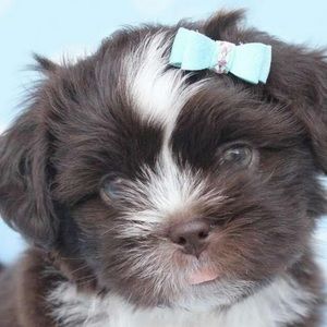 Meet your Posher, Tera